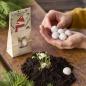 Preview: Blumenmurmeln Schneemannbäuche