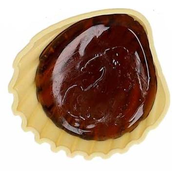 Schleckmuschel - 1 Stück (26,90€/1kg)